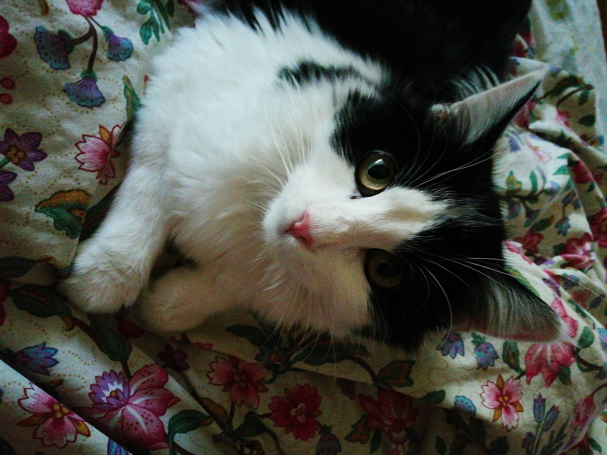 Betty participe au concours pour gagner de l'argent avec cette photo : carnivore, cat, claw, comfort, domestic_short_haired_cat, felidae, fur, grass, holiday, iris, pattern, paw, plant, small_to_medium_sized_cats, snout, tail, tree, whiskers