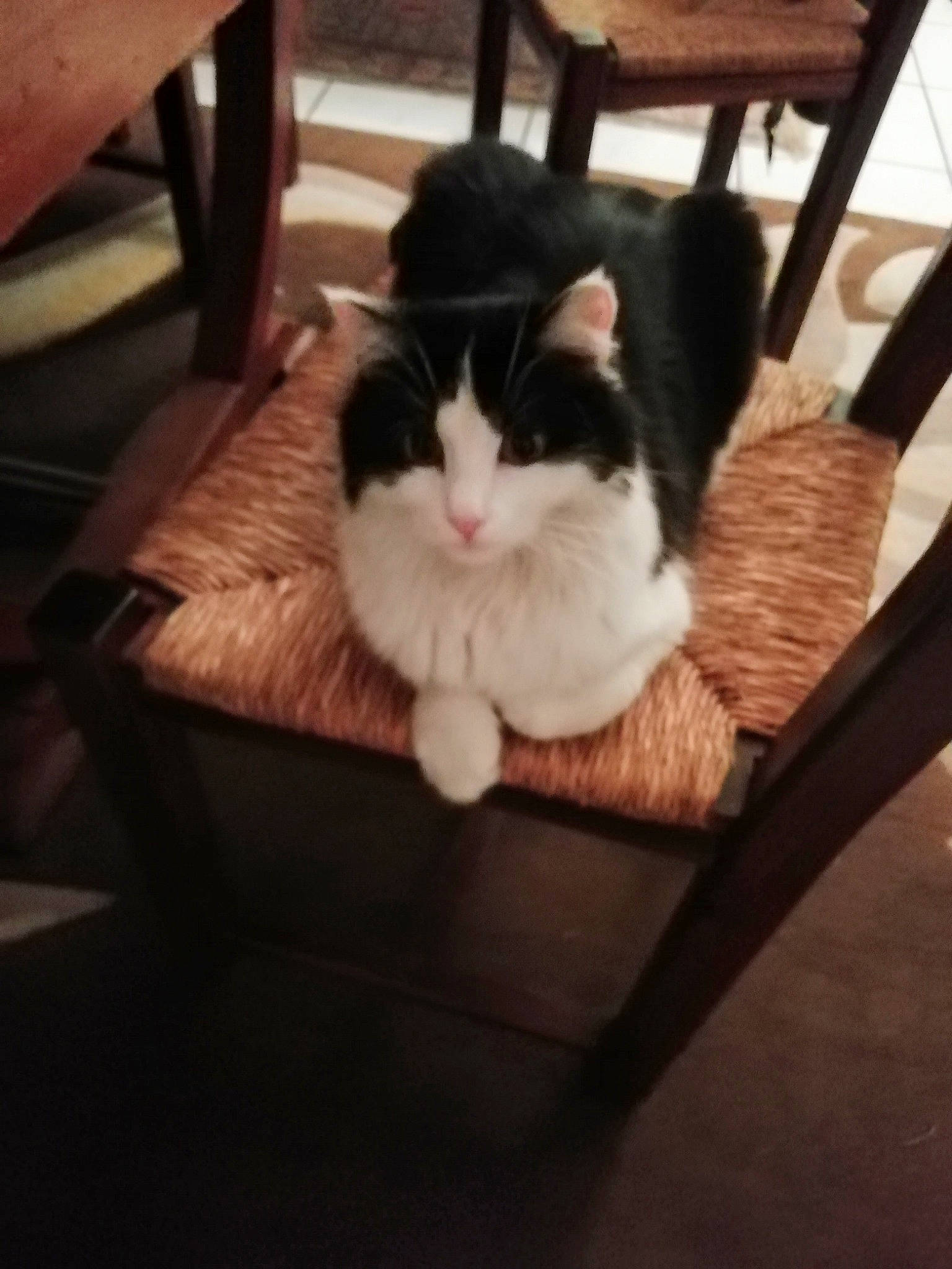 Betty a rejoint le concours — aidez-le/la à gagner de superbes lots ! box, carnivore, cat, cloud, comfort, domestic_short_haired_cat, felidae, floor, flooring, fur, hardwood, lap, paw, small_to_medium_sized_cats, snout, square, tail, tints_and_shades, whiskers, wood