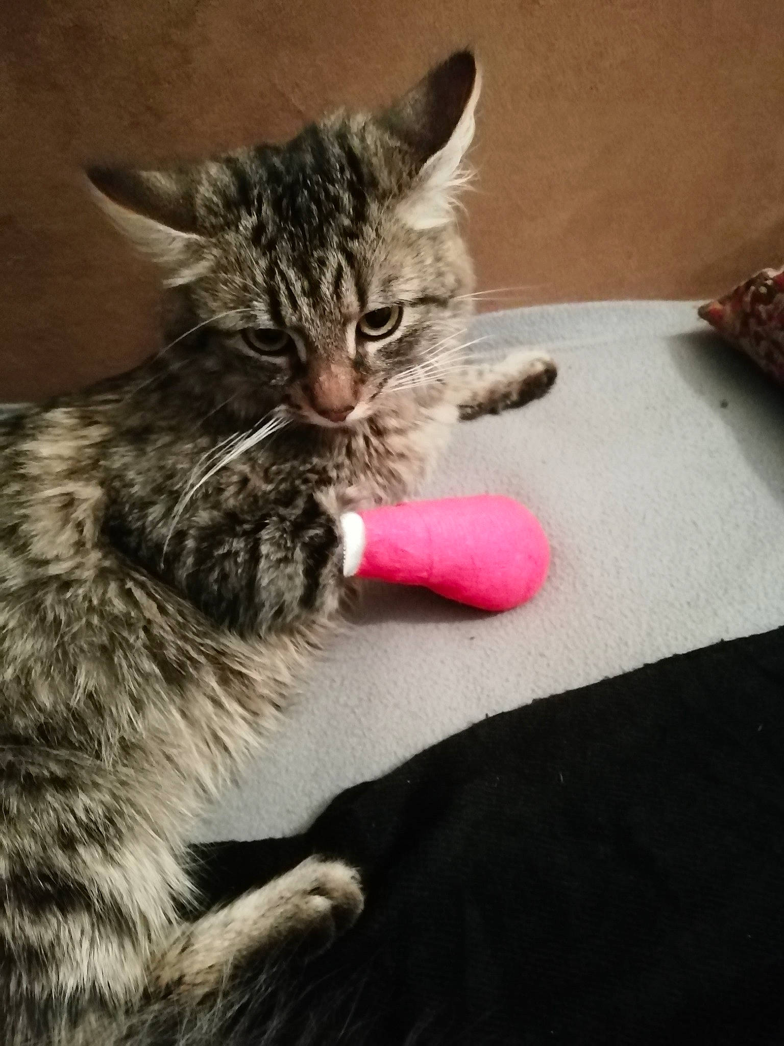 Bouboule participe au concours pour gagner de l'argent avec cette photo : carnivore, cat, claw, comfort, domestic_short_haired_cat, felidae, flooring, fur, paw, sitting, small_to_medium_sized_cats, snout, tail, whiskers, wood