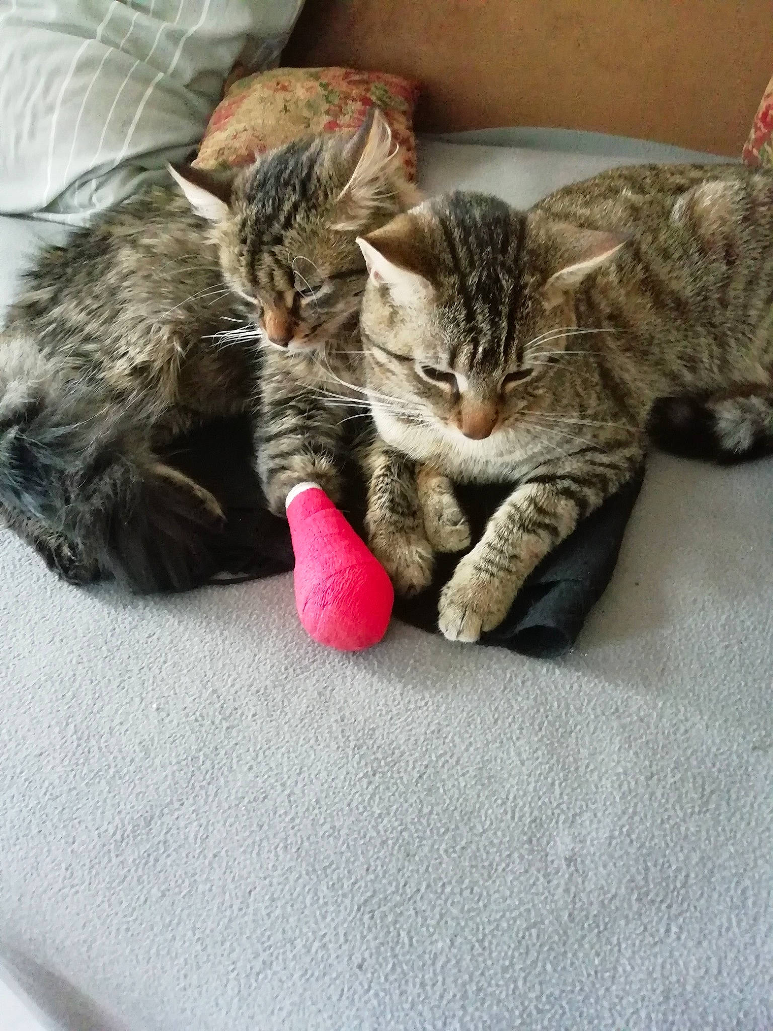 Bouboule a rejoint le concours — aidez-le/la à gagner de superbes lots ! carmine, carnivore, cat, cat_toy, claw, comfort, domestic_short_haired_cat, felidae, foot, fur, gesture, mammal, nap, paw, small_to_medium_sized_cats, snout, tail, vertebrate, whiskers