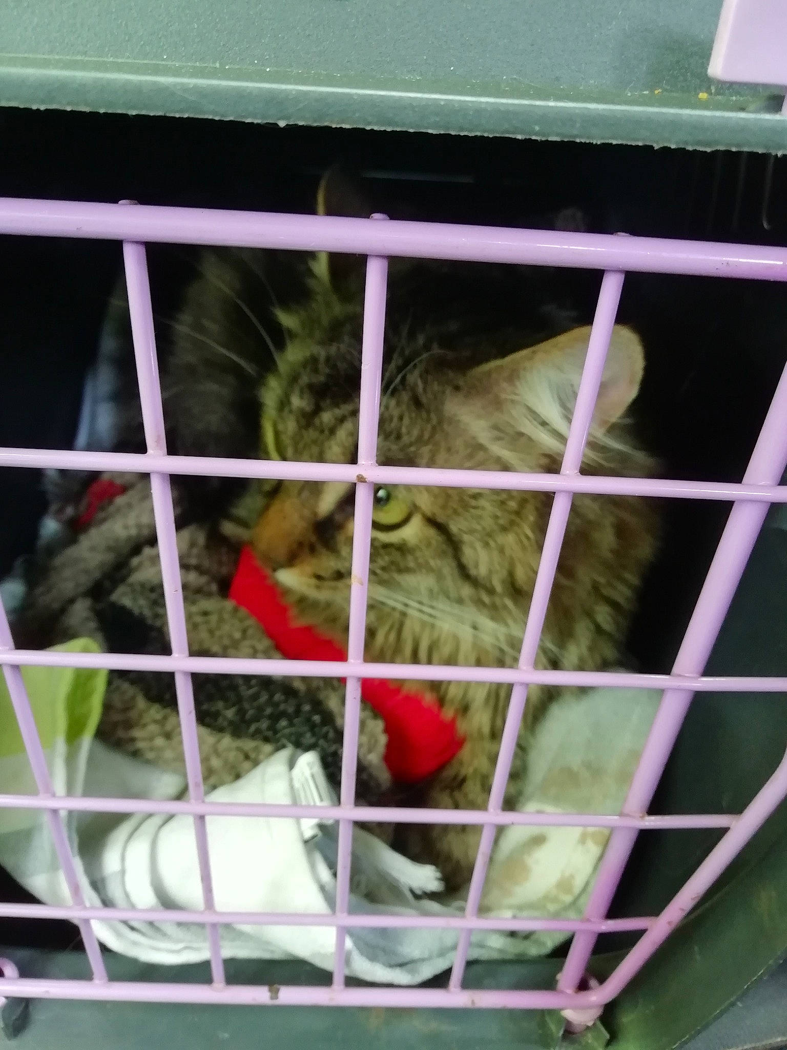 Bouboule participe au concours pour gagner de l'argent avec cette photo : animal_shelter, beak, bird_supply, cage, canidae, carnivore, felidae, fur, mesh, net, parrot, pet_supply, service, small_to_medium_sized_cats, snout, sporting_group, terrestrial_animal, whiskers, wildlife, window