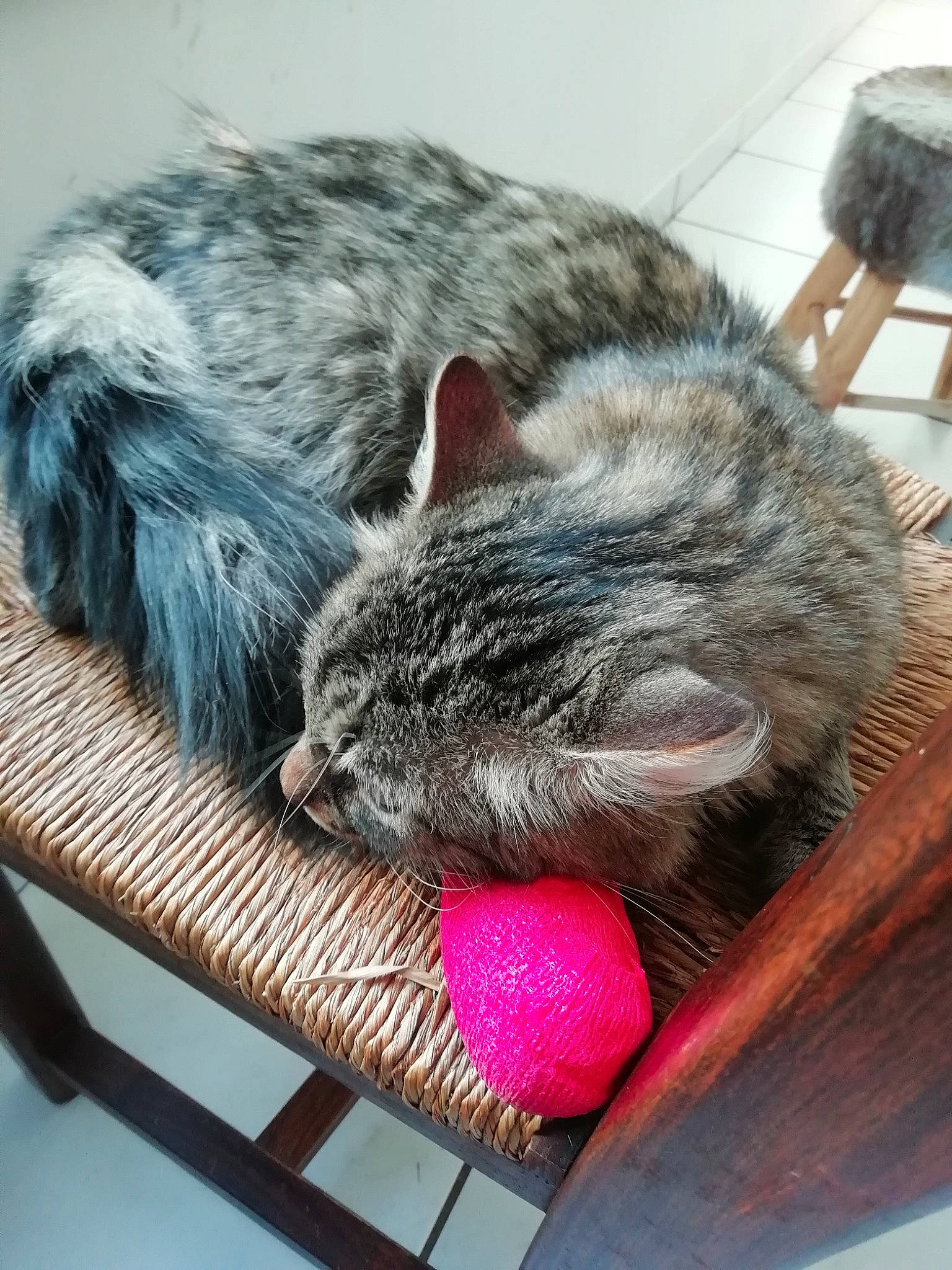 Bouboule a rejoint le concours — aidez-le/la à gagner de superbes lots ! carmine, carnivore, cat, cat_bed, claw, comfort, domestic_short_haired_cat, felidae, fur, grey, nap, paw, sitting, sleep, small_to_medium_sized_cats, snout, tail, whiskers, wood, wool