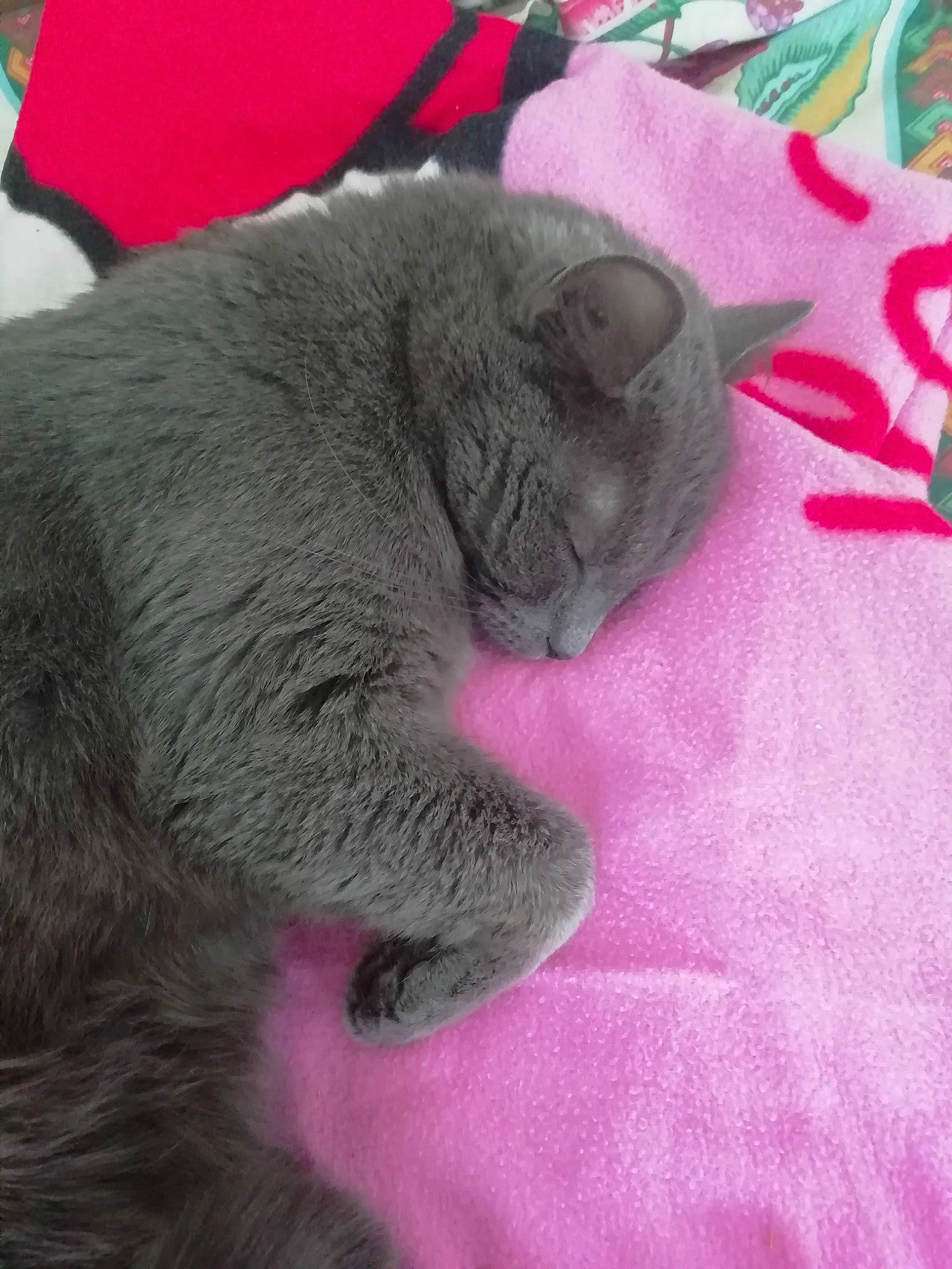 Tigrou Et Bouboule participe au concours pour gagner de l'argent avec cette photo : carnivore, cat, claw, comfort, domestic_short_haired_cat, felidae, fur, grey, magenta, nap, paw, russian_blue, scottish_fold, sleep, small_to_medium_sized_cats, snout, tail, terrestrial_animal, whiskers, window