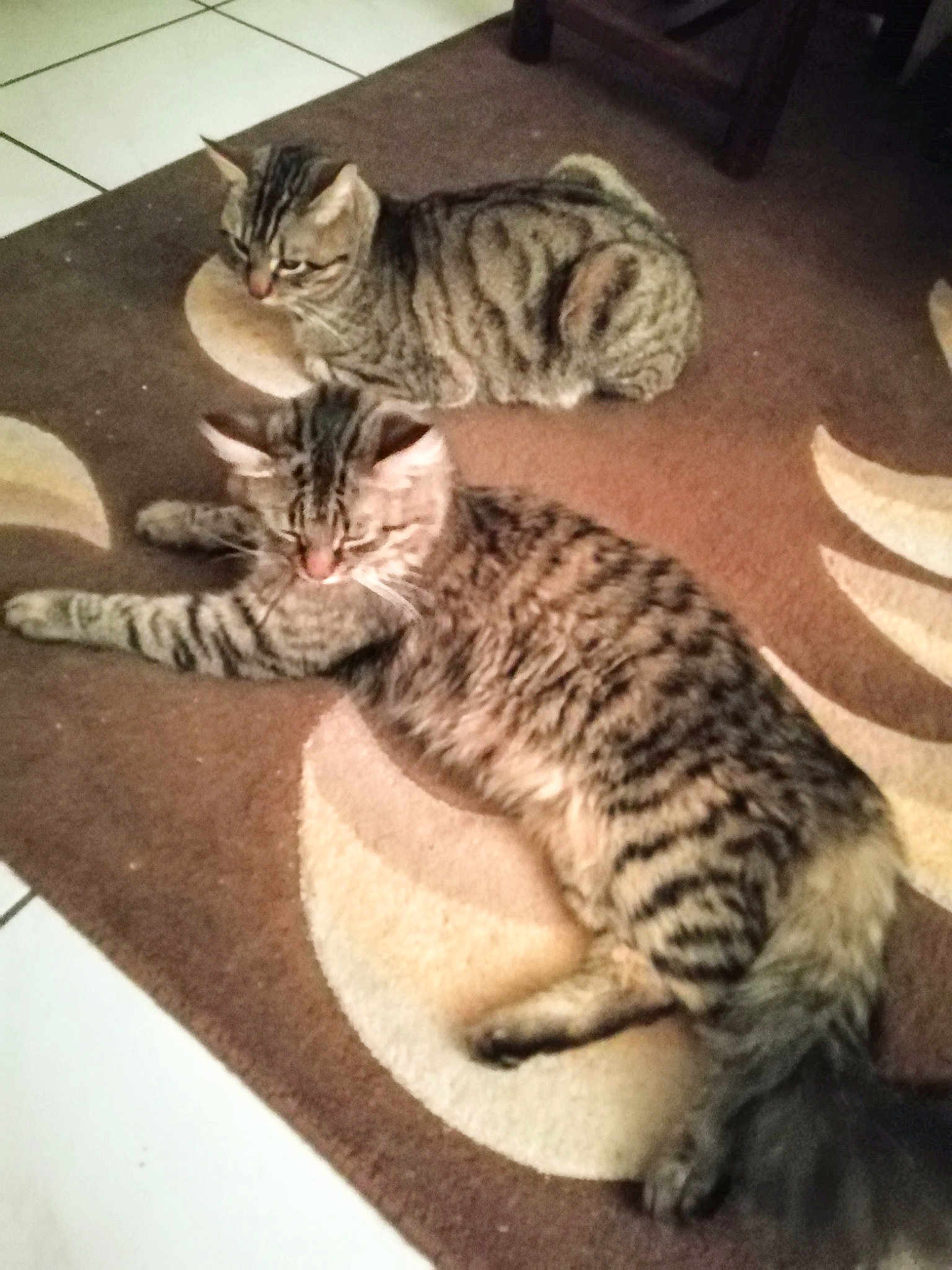 Tigrou Et Bouboule