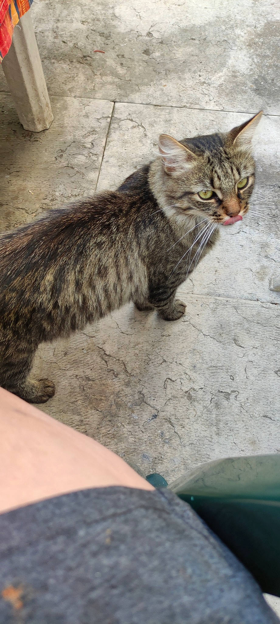 Tigrou Et Bouboule a rejoint le concours — aidez-le/la à gagner de superbes lots ! carnivore, cat, claw, domestic_short_haired_cat, eye, felidae, fur, paw, sitting, small_to_medium_sized_cats, snout, tail, terrestrial_animal, whiskers, wildlife