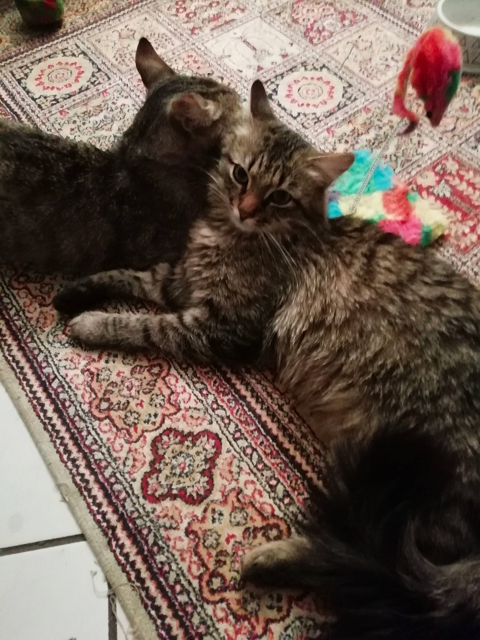 Tigrou Et Bouboule participe au concours pour gagner de l'argent avec cette photo : black_cat, canidae, carnivore, cat, claw, cloud, comfort, domestic_short_haired_cat, felidae, flooring, fur, nap, paw, sitting, small_to_medium_sized_cats, snout, tail, terrestrial_animal, whiskers