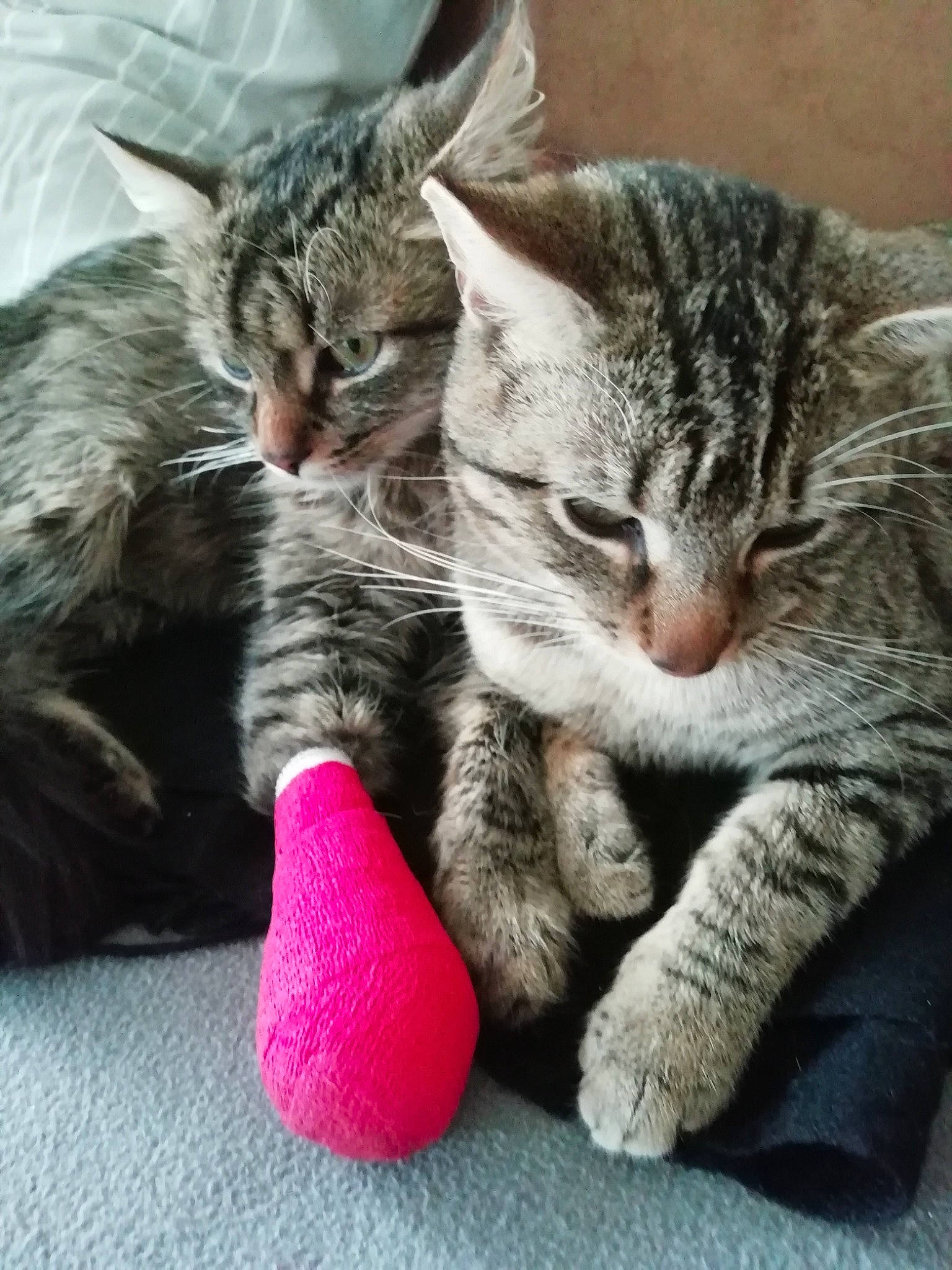 Tigrou Et Bouboule a rejoint le concours — aidez-le/la à gagner de superbes lots ! carmine, carnivore, cat, claw, comfort, domestic_short_haired_cat, felidae, foot, fur, gesture, human_leg, nail, nap, paw, small_to_medium_sized_cats, snout, tail, toe, whiskers