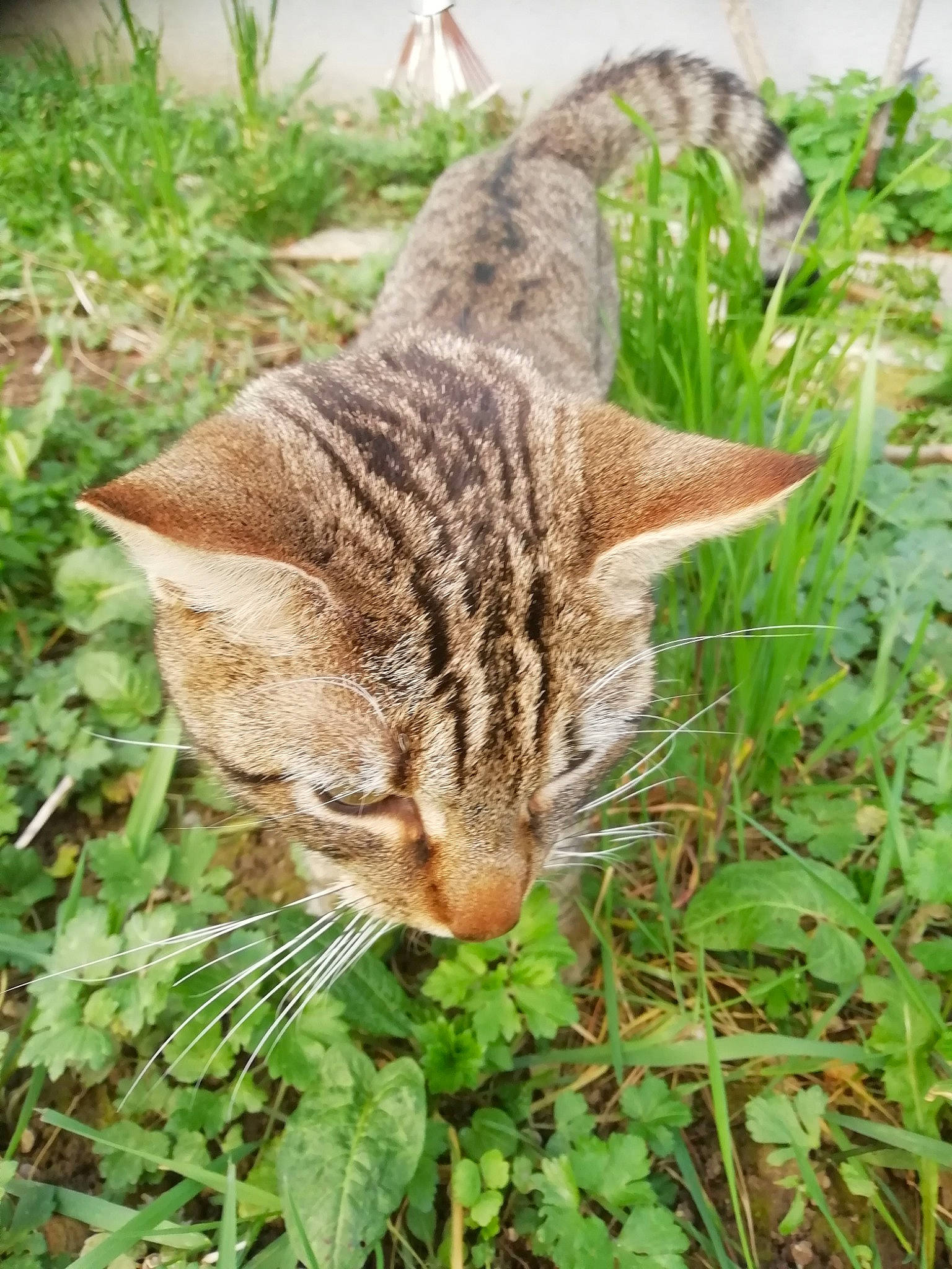 Zouzou a rejoint le concours — aidez-le/la à gagner de superbes lots ! carnivore, cat, domestic_short_haired_cat, fawn, felidae, fur, grass, grass_family, groundcover, lawn, plant, plant_stem, small_to_medium_sized_cats, tail, terrestrial_animal, terrestrial_plant, tree, vegetation, whiskers, wildlife