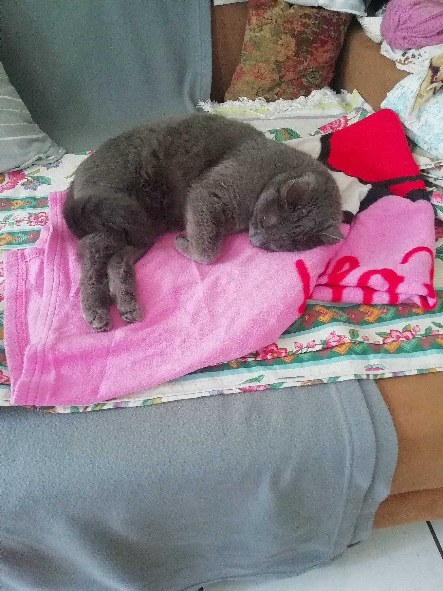 Zouzou participe au concours pour gagner de l'argent avec cette photo : carnivore, cat, comfort, companion_dog, dog_breed, domestic_short_haired_cat, felidae, fur, grey, linens, magenta, mammal, nap, pattern, pink, small_to_medium_sized_cats, tail, textile, vertebrate, whiskers