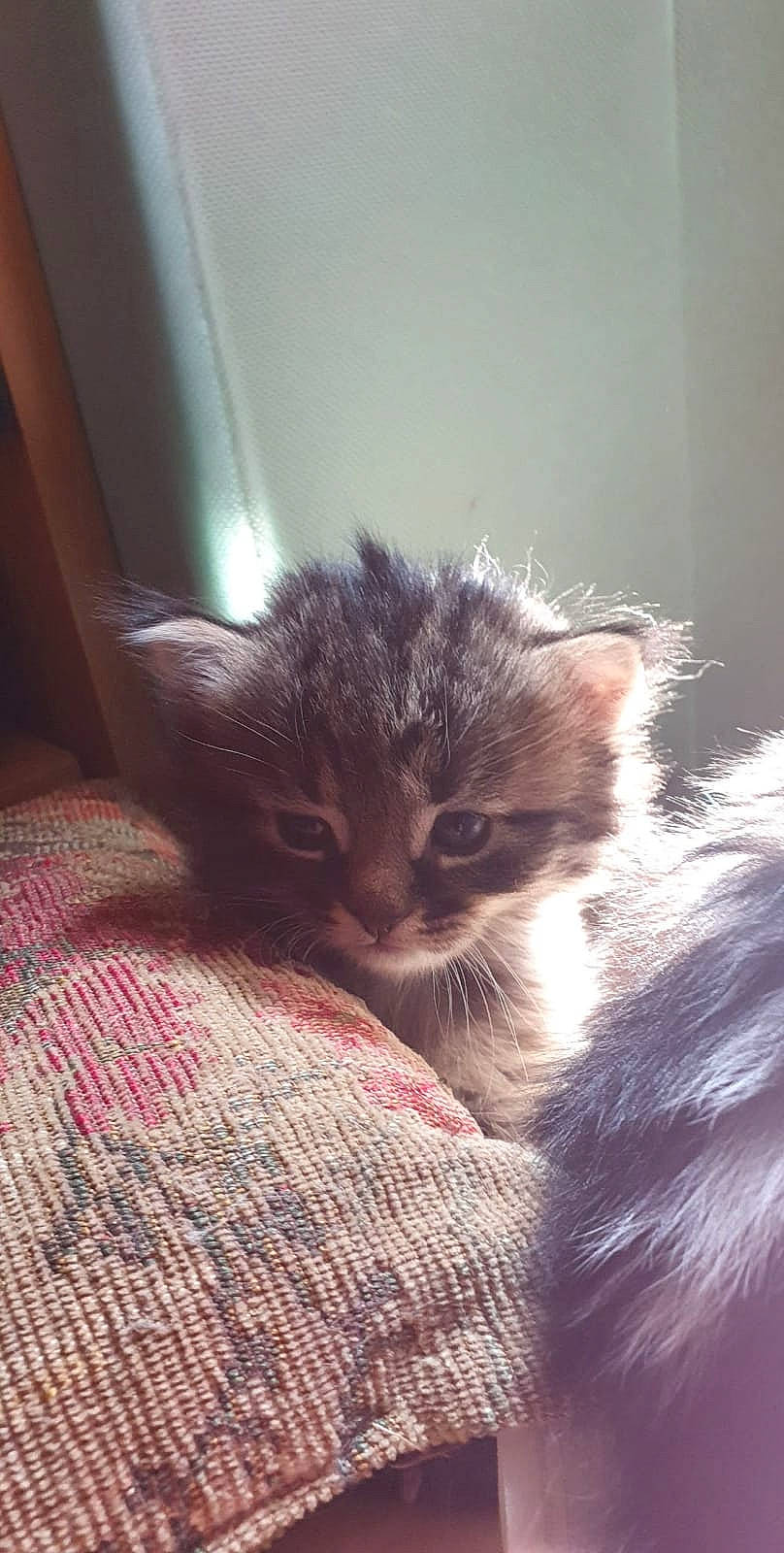 Zouzou a rejoint le concours — aidez-le/la à gagner de superbes lots ! carnivore, cat, cat_supply, claw, comfort, domestic_short_haired_cat, felidae, fur, linens, paw, plaid, small_to_medium_sized_cats, snout, tail, whiskers, window, wood, woven_fabric