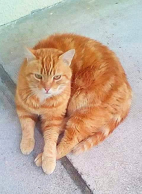 Titi a rejoint le concours — aidez-le/la à gagner de superbes lots ! carnivore, cat, claw, domestic_short_haired_cat, eye, fawn, felidae, flooring, foot, fur, human_leg, paw, road_surface, sitting, small_to_medium_sized_cats, snout, tail, terrestrial_animal, whiskers, wood