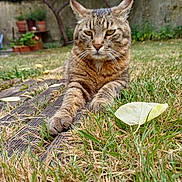 Pépé a rejoint le concours — aidez-le/la à gagner de superbes lots ! animal, brown_fur, cat, close_up, ears, feline, garden, grass, leaf, nature, outdoor, pet, plant_pots, relaxed, serious_expression, tabby_cat, tree, tufted_ears, wooden_planks, yellow_eyes