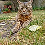 animal, brown_fur, cat, close_up, ears, feline, garden, grass, leaf, nature, outdoor, pet, plant_pots, relaxed, serious_expression, tabby_cat, tree, tufted_ears, wooden_planks, yellow_eyes