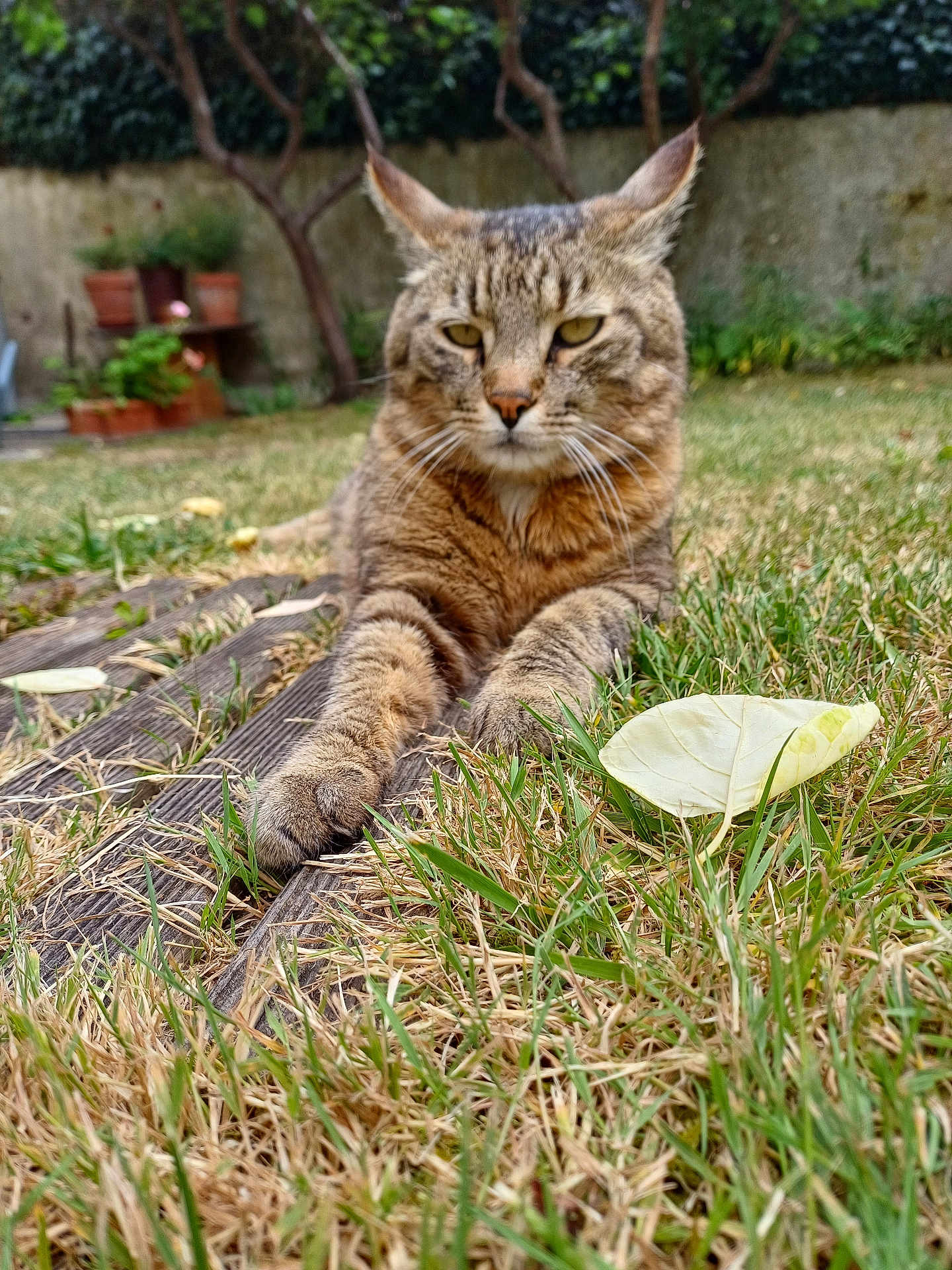 Pépé