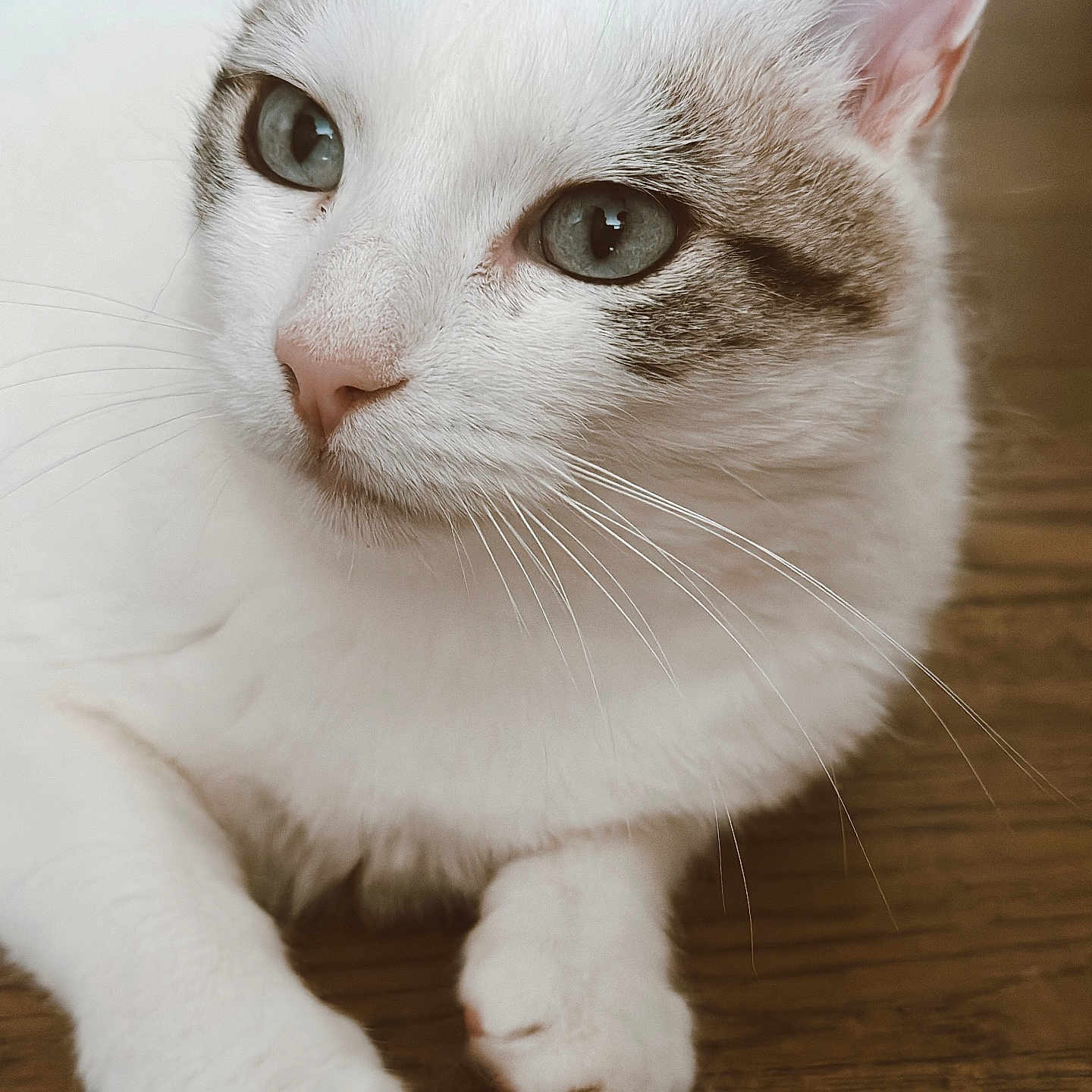 Orea participe au concours pour gagner de l'argent avec cette photo : animal, calm, cat, close_up, cute, domestic_cat, feline, fur, green_eyes, indoor, paws, pet, portrait, relaxed, resting, soft_fur, tabby, whiskers, white_cat, wooden_floor