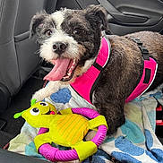 Sadie joined the competition — help win amazing prizes! animal, backseat, black_and_white_dog, canine, car_interior, closeup, companion, cute, dog, domestic_animal, happy, leash, pet, pink_harness, playful, seat, tongue_out, towel, toy, vehicle