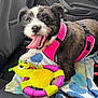 animal, backseat, black_and_white_dog, canine, car_interior, closeup, companion, cute, dog, domestic_animal, happy, leash, pet, pink_harness, playful, seat, tongue_out, towel, toy, vehicle