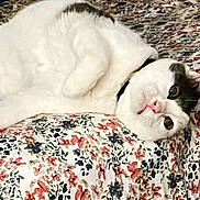 Kiki joined the competition — help win amazing prizes! cat, white_cat, black_patch, fluffy, lying_down, floral_pattern, fabric, pink_nose, curious_eyes, cozy, relaxed, indoor, pet, animal, feline, close_up, resting, cute, soft, domestic_cat