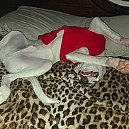 Kai is registered to the contest to win money with this photo: dog, white_dog, red_sweater, leopard_print_blanket, bed, pillow, pet, animal, lying_down, playful, happy, indoor, cozy, cute, paw, mouth, fur, resting, sleepy, domestic_animal