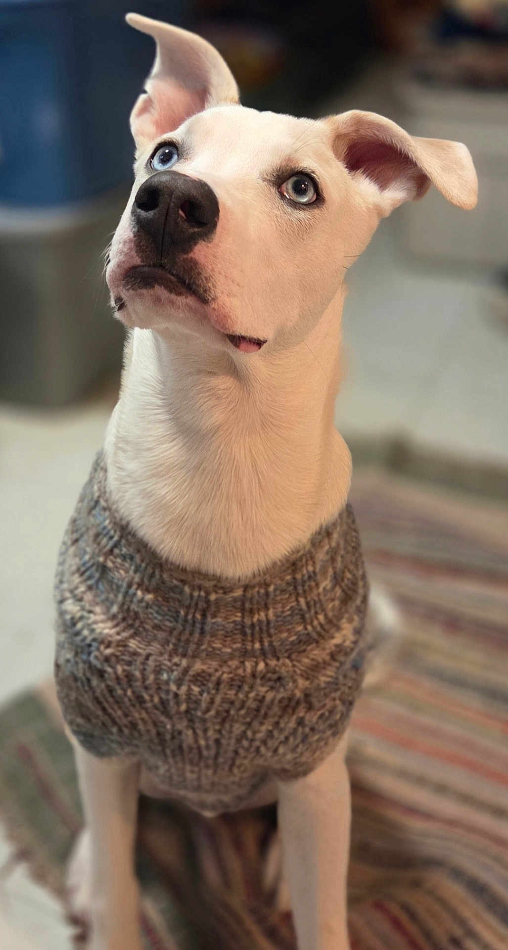 Kai is registered to the contest to win money with this photo: dog, white_dog, blue_eyes, knitted_sweater, pet, indoor, looking_up, cozy, fur, canine, portrait, sitting, animal, cute, domestic_animal, mammal, ears, nose, fur_texture, floor_rug