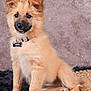 Avane a rejoint le concours — aidez-le/la à gagner de superbes lots ! puppy, dog, pet, fluffy, collar, tag, sitting, cute, fur, paw, indoor, mat, rug, portrait, animal, young, brown, black_nose, ears, tongue