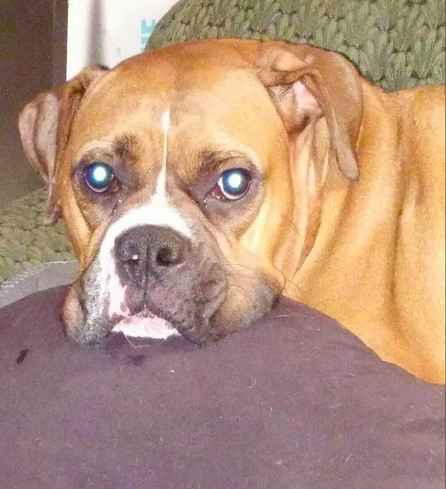 Hero is registered to the contest to win money with this photo: boerboel, boxer, bulldog, canidae, carnivore, companion_dog, dog, dog_breed, eye, fawn, mammal, nose, olde_english_bulldogge, perro_de_presa_mallorquin, rare_breed_dog, snout, sporting_group, valley_bulldog, vertebrate, whiskers