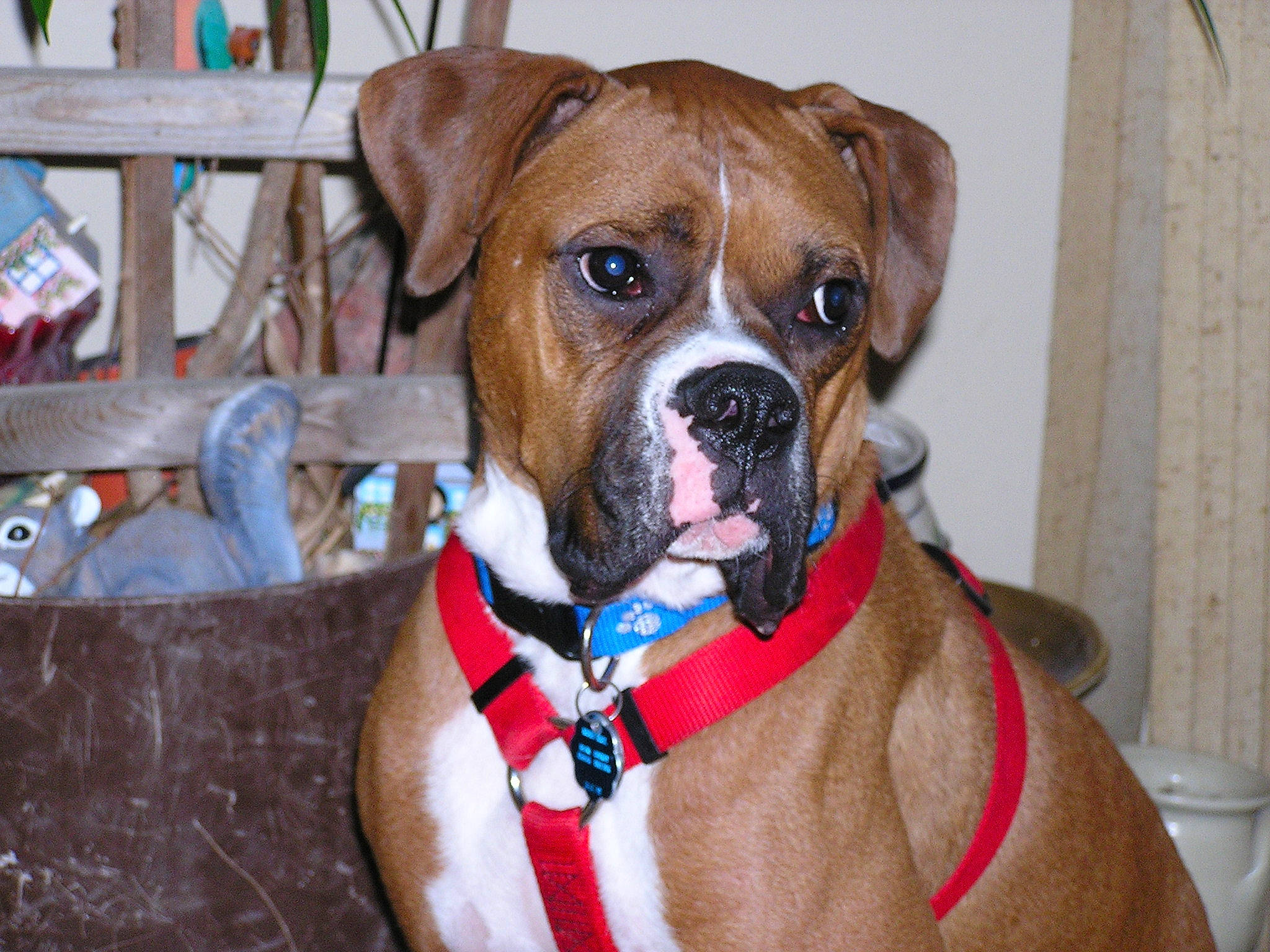 Hero is registered to the contest to win money with this photo: american_bulldog, ancient_dog_breeds, boxer, canidae, carnivore, collar, companion_dog, dog, dog_breed, dog_collar, fawn, mammal, non_sporting_group, olde_english_bulldogge, pit_bull, rare_breed_dog, snout, sporting_group, valley_bulldog, vertebrate