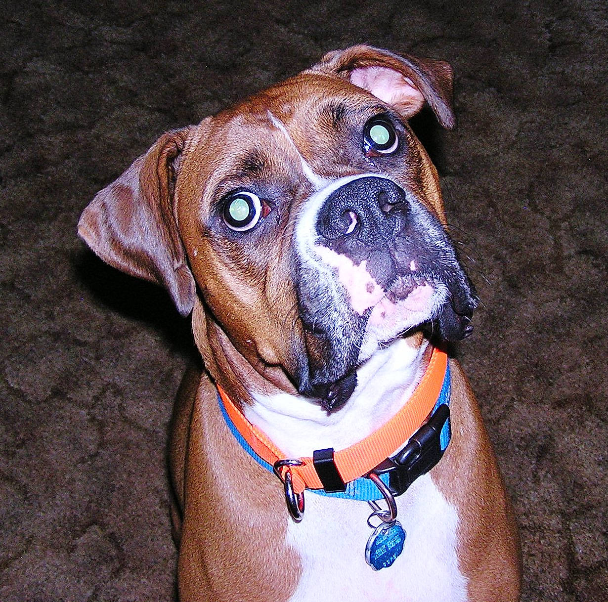 Hero is registered to the contest to win money with this photo: boxer, canidae, carnivore, collar, companion_dog, dog, dog_breed, dog_collar, ear, fashion_accessory, fawn, leash, mammal, non_sporting_group, pit_bull, rare_breed_dog, snout, sporting_group, valley_bulldog, whiskers