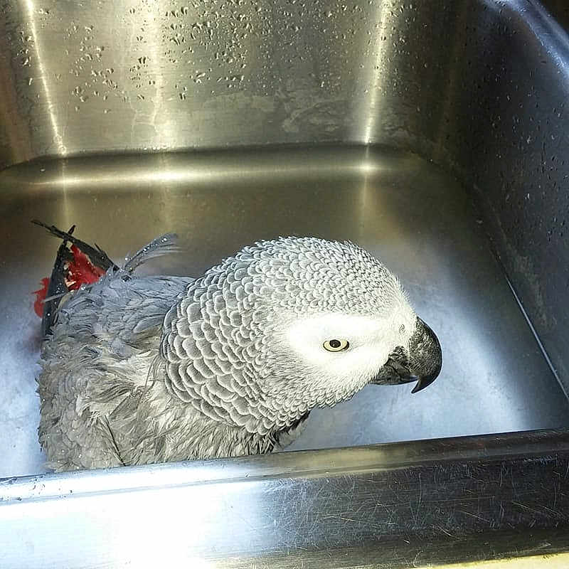 Gabby