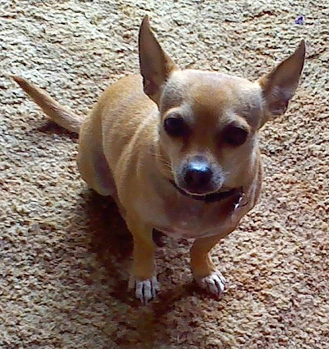 Timmy joined the competition — help win amazing prizes! canidae, carnivore, chihuahua, companion_dog, corgi_chihuahua, dog, dog_breed, ear, fawn, mammal, miniature_fox_terrier, snout, toy_dog, vertebrate