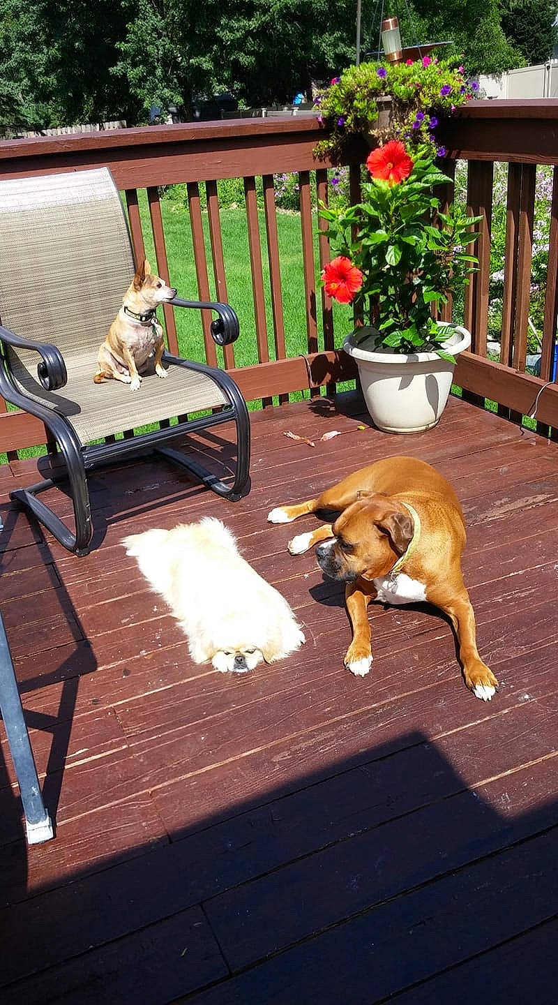 Oliver is registered to the contest to win money with this photo: backyard, canidae, carnivore, chair, companion_dog, deck, dog, dog_breed, fawn, floor, flooring, furniture, hardwood, outdoor_furniture, outdoor_structure, patio, plant, table, yard