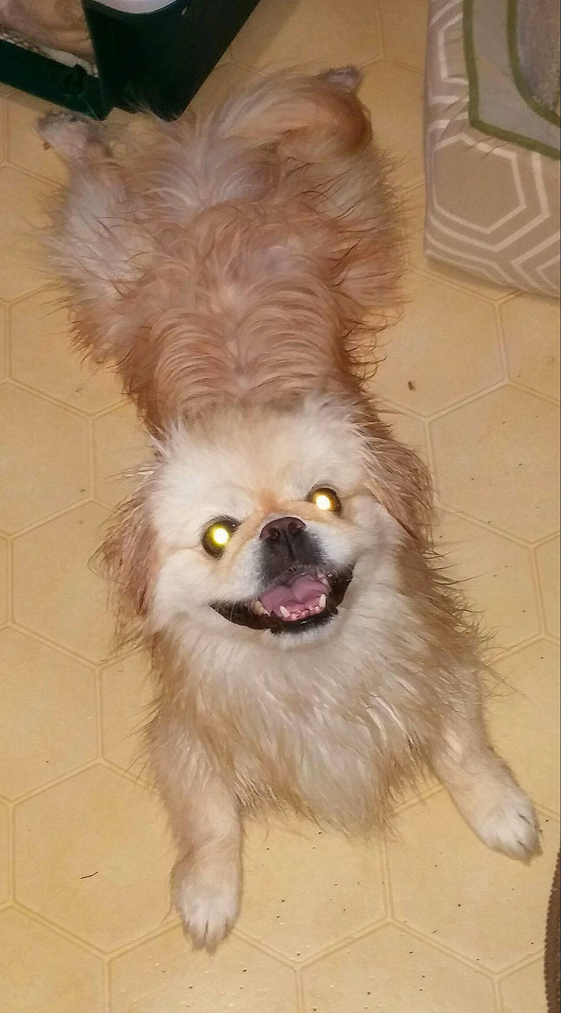 Oliver joined the competition — help win amazing prizes! ancient_dog_breeds, canidae, carnivore, companion_dog, dog, dog_breed, fawn, mammal, non_sporting_group, nose, pekingese, pomeranian, snout, sporting_group, tibetan_spaniel, toy_dog, vertebrate