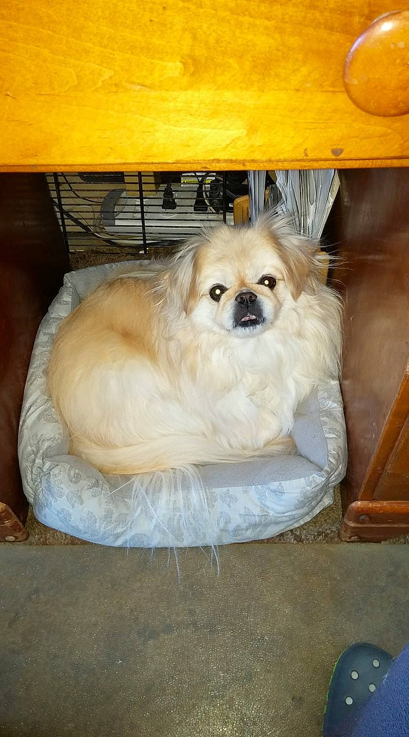 Oliver is registered to the contest to win money with this photo: canidae, carnivore, companion_dog, dog, dog_breed, fawn, mammal, pomeranian, puppy, spitz, sporting_group, tibetan_spaniel, toy_dog, vertebrate