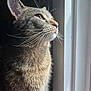 cat, tabby, window, whiskers, fur, profile, pet, animal, indoor, light, shadow, closeup, portrait, curious, feline, domestic_cat, soft_light, natural_light, side_view, peaceful
