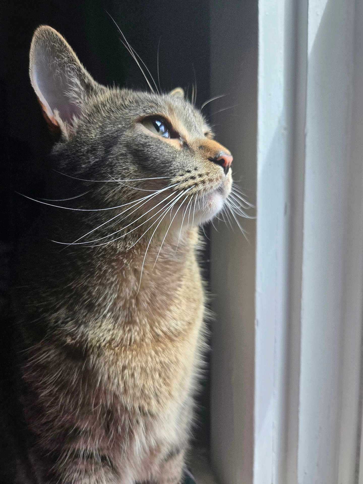 Monkey is registered to the contest to win money with this photo: cat, tabby, window, whiskers, fur, profile, pet, animal, indoor, light, shadow, closeup, portrait, curious, feline, domestic_cat, soft_light, natural_light, side_view, peaceful