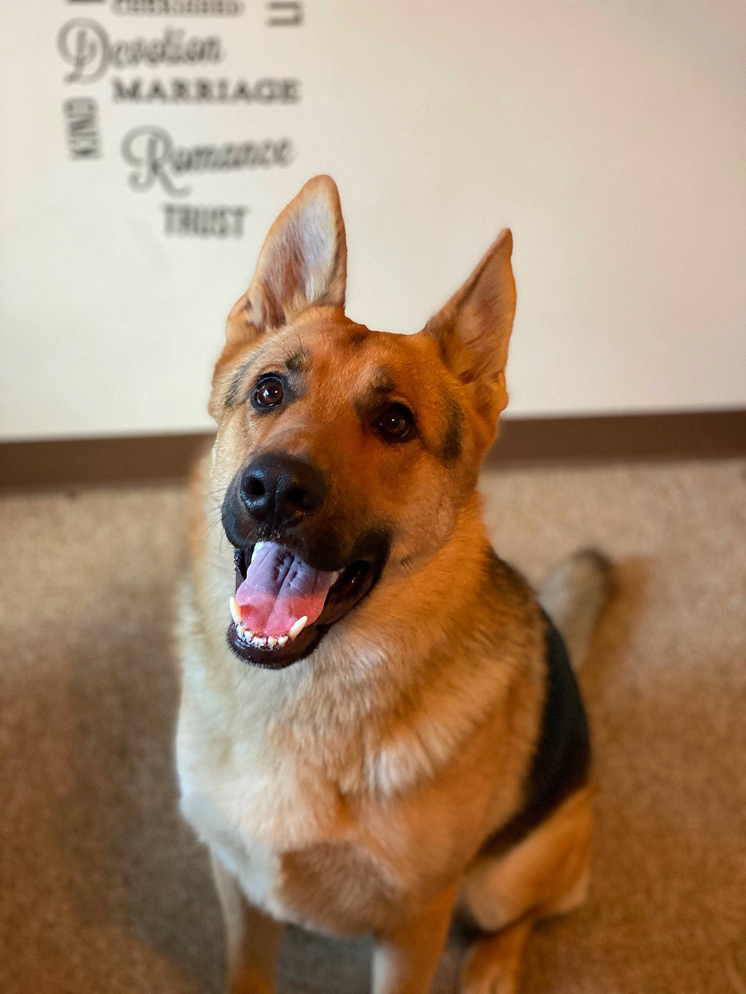 Harrison joined the competition — help win amazing prizes! canidae, carnivore, collar, companion_dog, dog, dog_breed, dog_collar, door, fawn, flooring, fur, guard_dog, herding_dog, paw, snout, sporting_group, whiskers, window, working_animal, working_dog