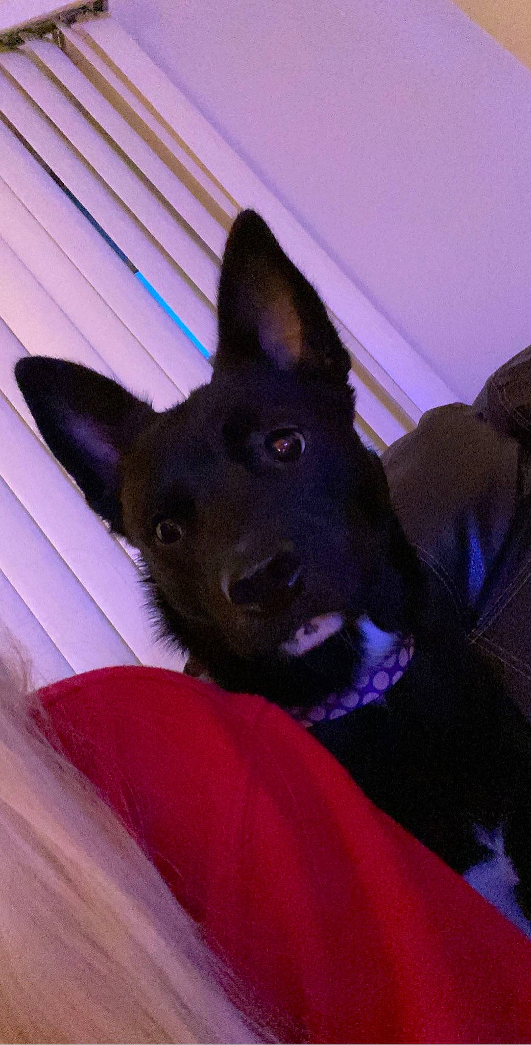 Calista is registered to the contest to win money with this photo: black_norwegian_elkhound, canidae, carmine, carnivore, comfort, companion_dog, dog, dog_breed, ear, electric_blue, fawn, fur, magenta, non_sporting_group, purple, snout, sporting_group, whiskers, working_animal, working_dog