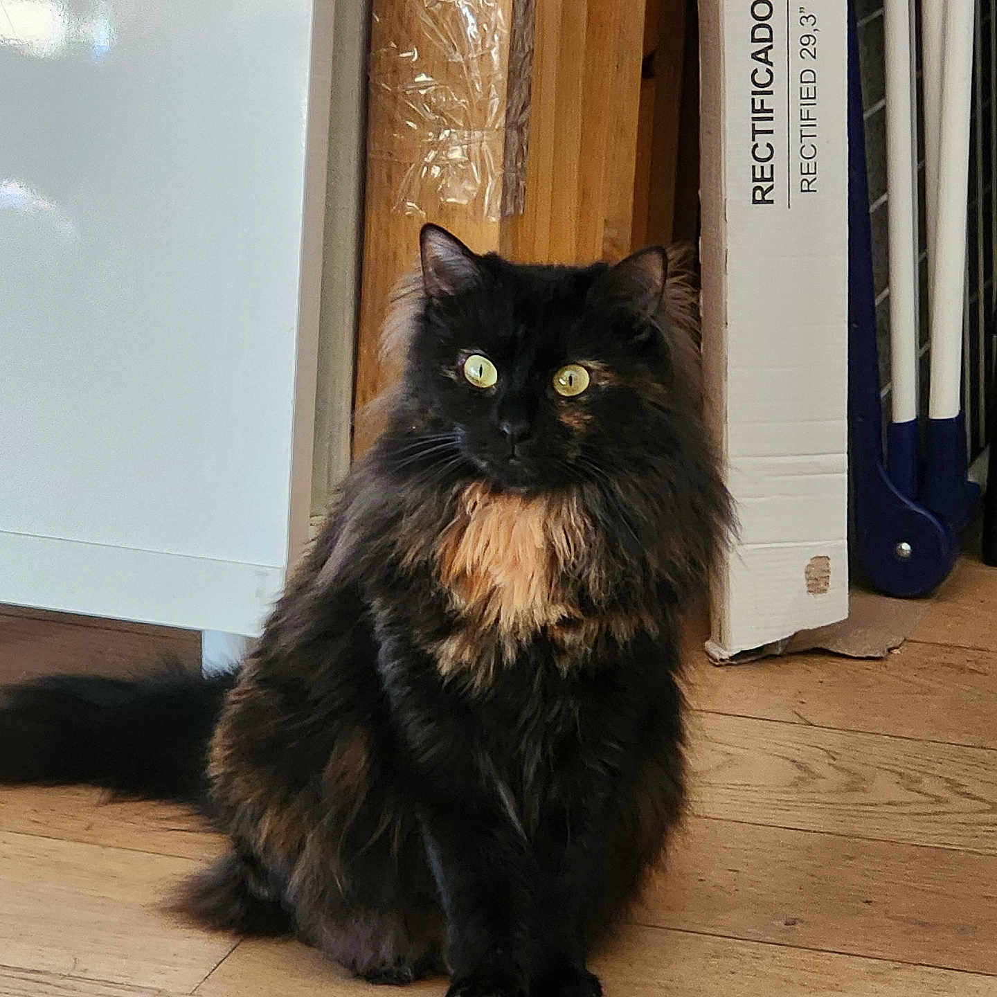Nessy participe au concours pour gagner de l'argent avec cette photo : animal, cabinet, cat, curious, domestic, ears, eyes, feline, floor, fluffy, fur, home, household, indoor, pet, sitting, tail, tortoiseshell, whiskers, wooden_floor