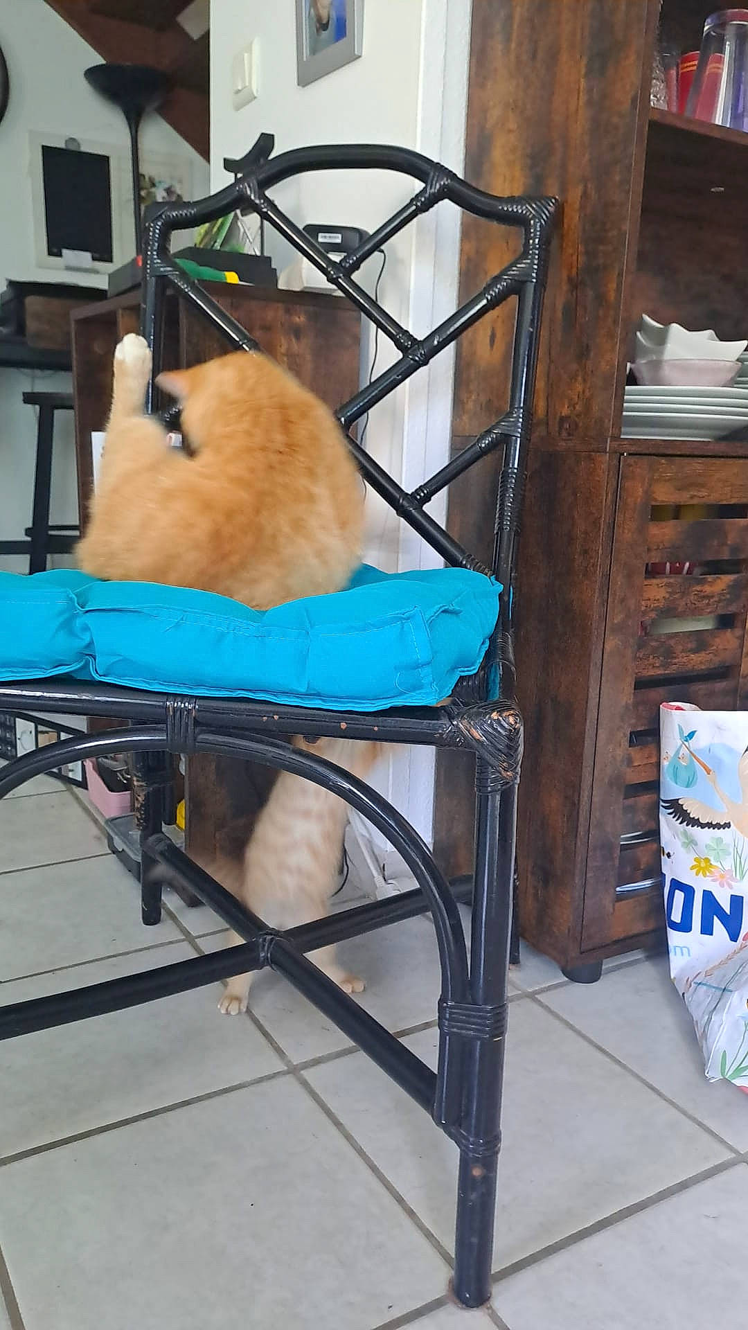 Raiponce participe au concours pour gagner de l'argent avec cette photo : carnivore, cat, comfort, electric_blue, felidae, fur, gas, hardwood, machine, metal, room, shelving, sitting, small_to_medium_sized_cats, sporting_group, wood, wood_stain