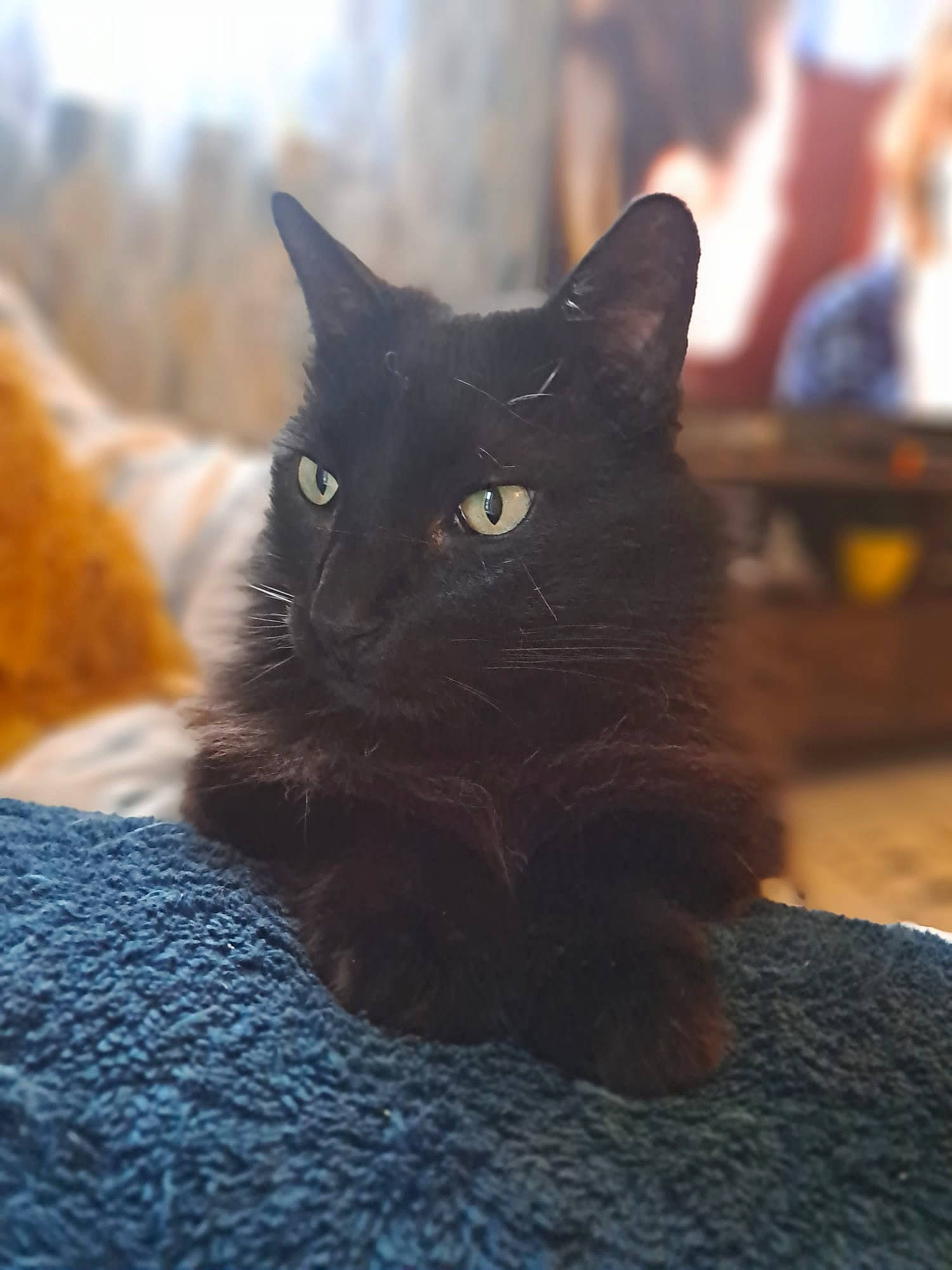 Mickey a rejoint le concours — aidez-le/la à gagner de superbes lots ! black_cat, bombay, carnivore, cat, comfort, domestic_short_haired_cat, felidae, fur, grey, small_to_medium_sized_cats, tail, terrestrial_animal, whiskers