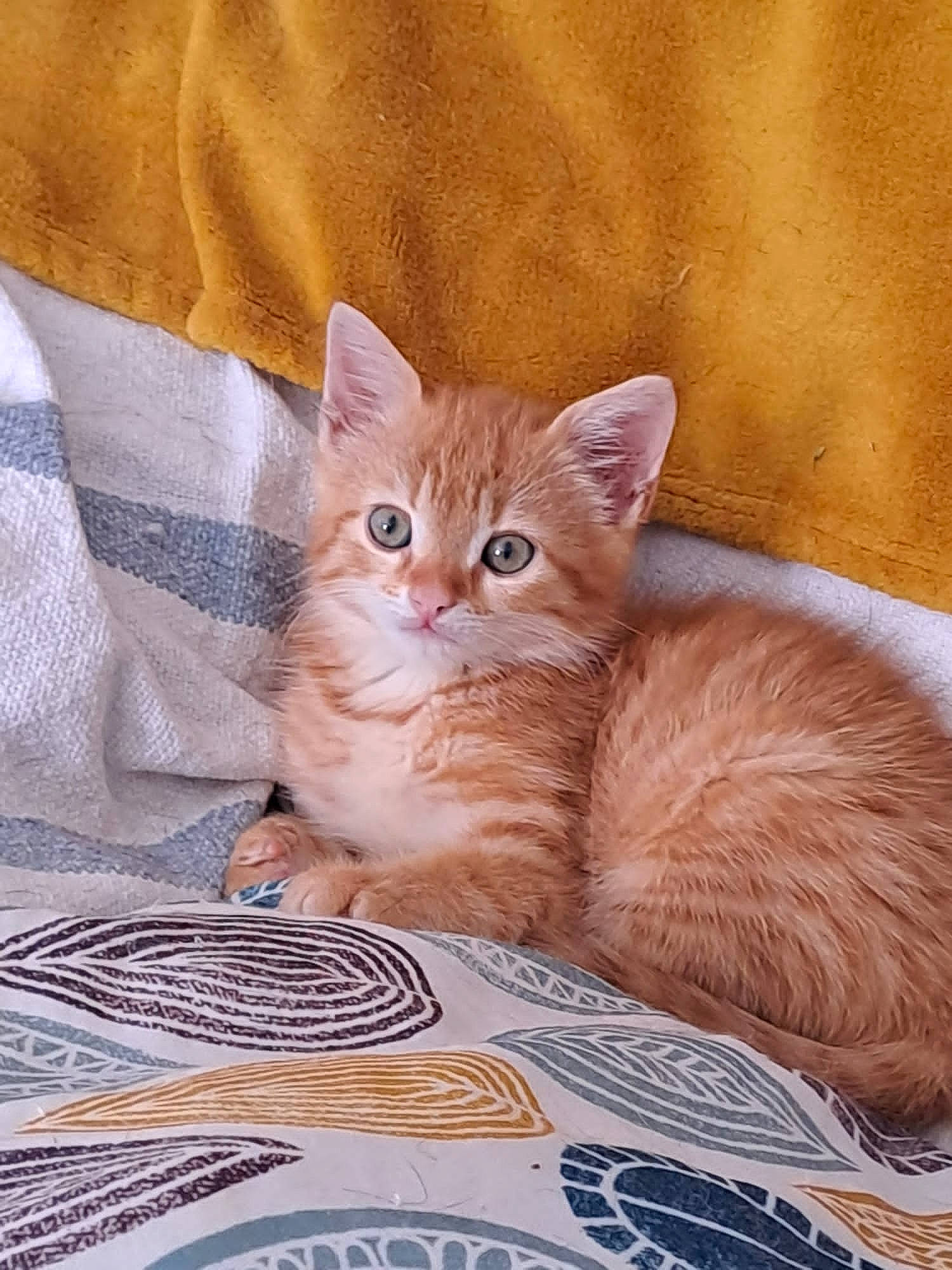 Mickey participe au concours pour gagner de l'argent avec cette photo : carnivore, cat, claw, comfort, domestic_short_haired_cat, fawn, felidae, fur, linens, nap, paw, sitting, small_to_medium_sized_cats, snout, tail, terrestrial_animal, whiskers