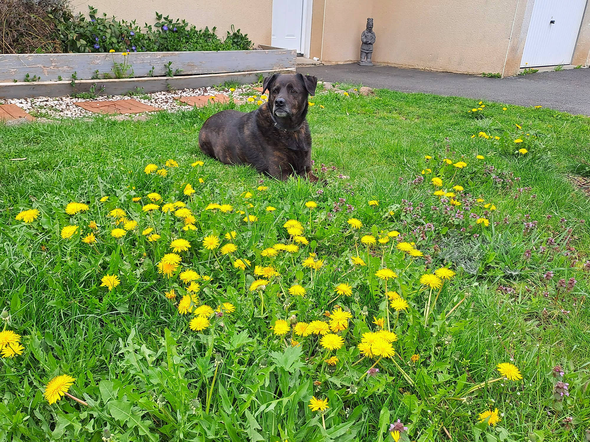 Tito Du Cantal a rejoint le concours — aidez-le/la à gagner de superbes lots ! annual_plant, carnivore, companion_dog, dandelion, dog, flower, flowering_plant, garden, grass, grass_family, grassland, groundcover, herbaceous_plant, landscaping, lawn, meadow, people_in_nature, petal, plant, shrub