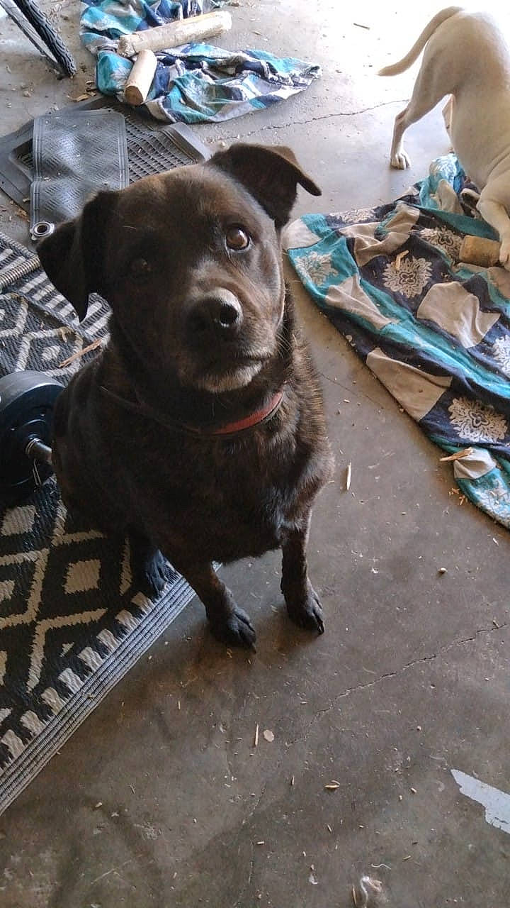 Tito Du Cantal a rejoint le concours — aidez-le/la à gagner de superbes lots ! borador, collar, companion_dog, dog, dog_breed, dog_collar, fur, guard_dog, hat, hunting_dog, labrador_retriever, leash, liver, retriever, street, whiskers, working_animal, working_dog