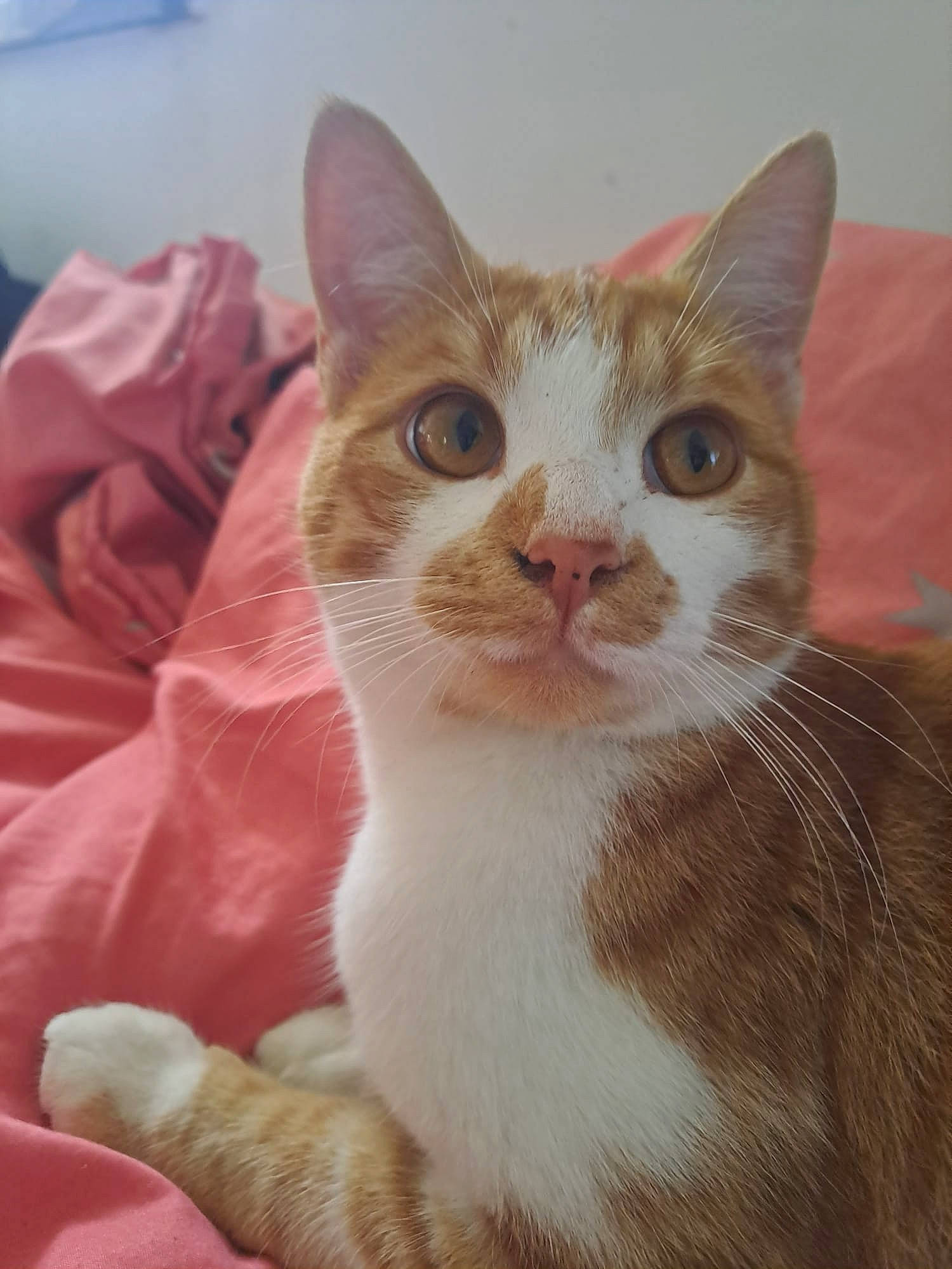 Sushi a rejoint le concours — aidez-le/la à gagner de superbes lots ! art, carnivore, cat, comfort, domestic_short_haired_cat, fawn, felidae, fur, paw, small_to_medium_sized_cats, snout, terrestrial_animal, whiskers