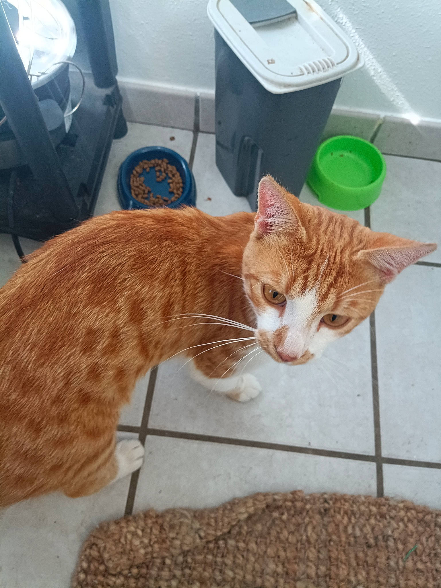 Sushi participe au concours pour gagner de l'argent avec cette photo : box, carnivore, cat, claw, comfort, domestic_short_haired_cat, fawn, felidae, foot, fur, hat, knitting, paw, sitting, small_to_medium_sized_cats, snout, tail, terrestrial_animal, whiskers