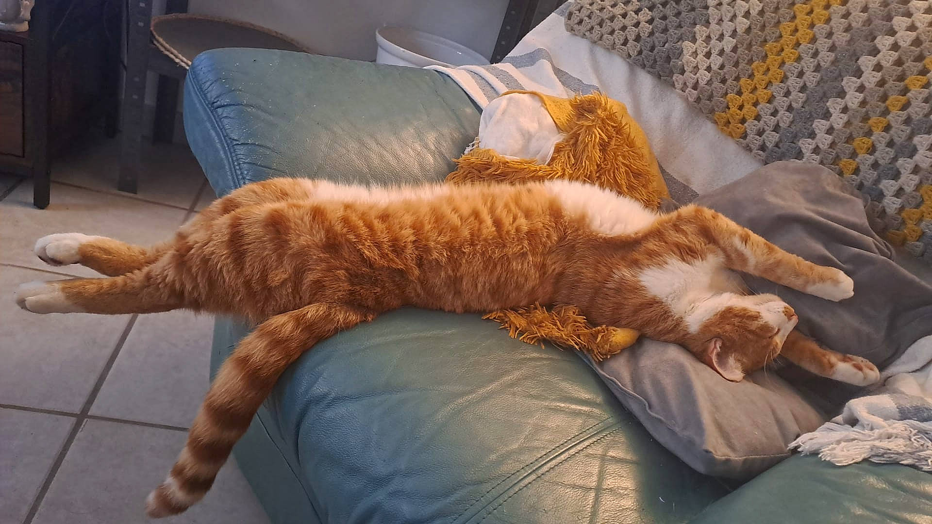 Sushi participe au concours pour gagner de l'argent avec cette photo : bed, carnivore, cat, claw, comfort, couch, domestic_short_haired_cat, fawn, felidae, fur, furniture, human_leg, linens, paw, room, small_to_medium_sized_cats, sporting_group, tail, whiskers, wood