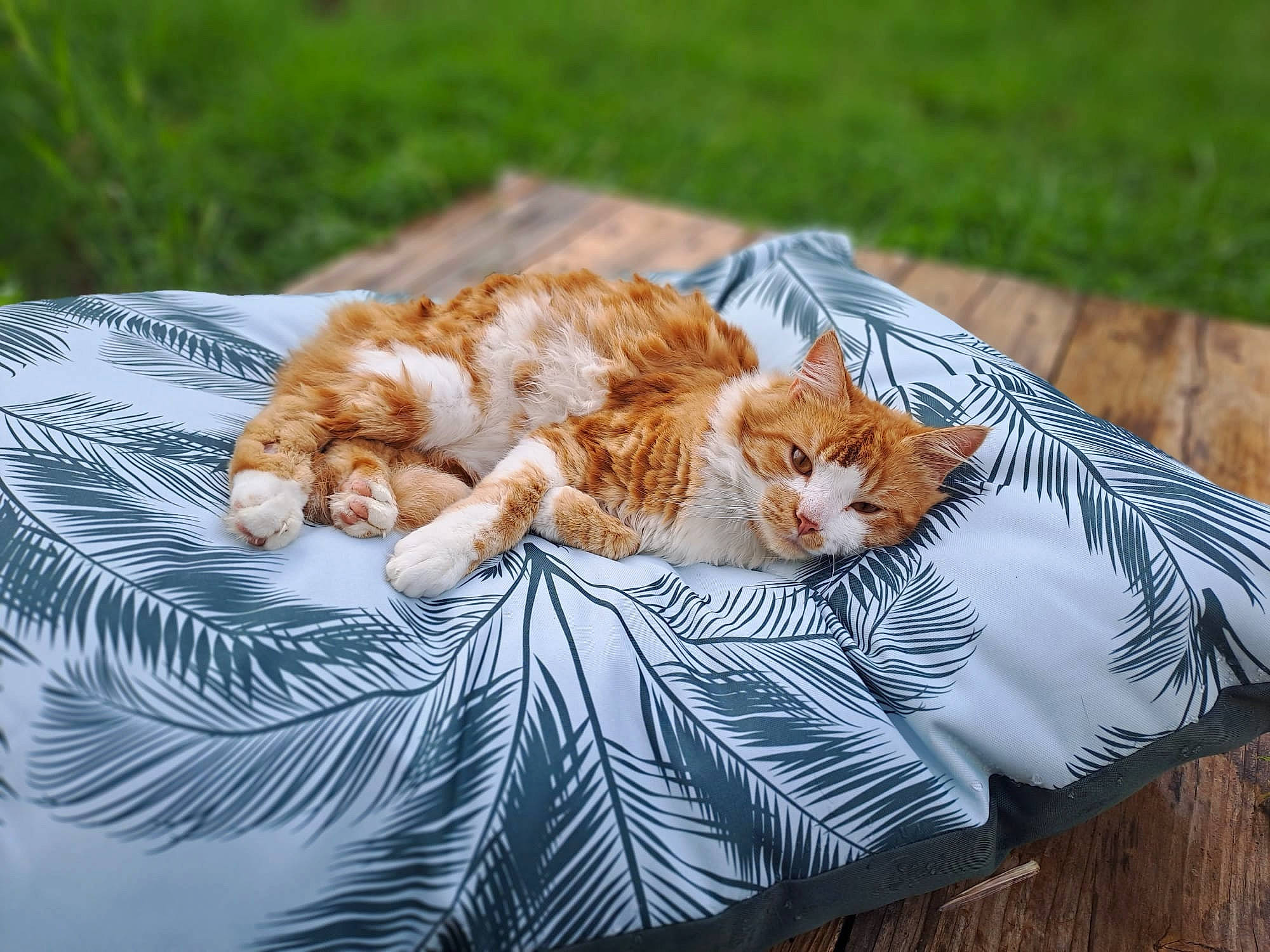 Tokyo participe au concours pour gagner de l'argent avec cette photo : carnivore, cat, comfort, domestic_short_haired_cat, fawn, felidae, fur, grass, linens, mammal, nap, paw, plant, small_to_medium_sized_cats, tail, textile, tree, vertebrate, whiskers, wood