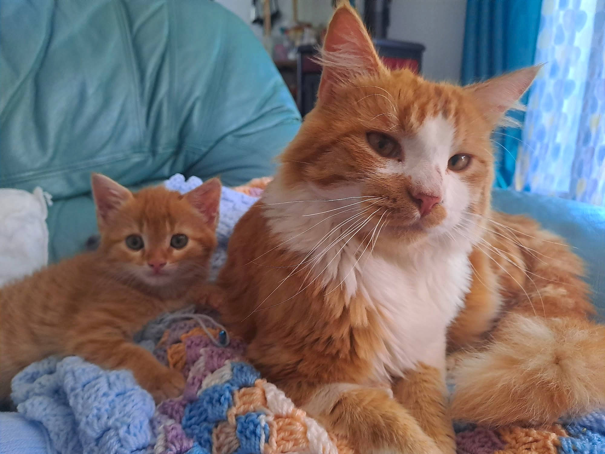 Tokyo a rejoint le concours — aidez-le/la à gagner de superbes lots ! carnivore, cat, claw, comfort, domestic_short_haired_cat, fawn, felidae, fur, mammal, paw, sitting, small_to_medium_sized_cats, snout, tail, vertebrate, whiskers, wood