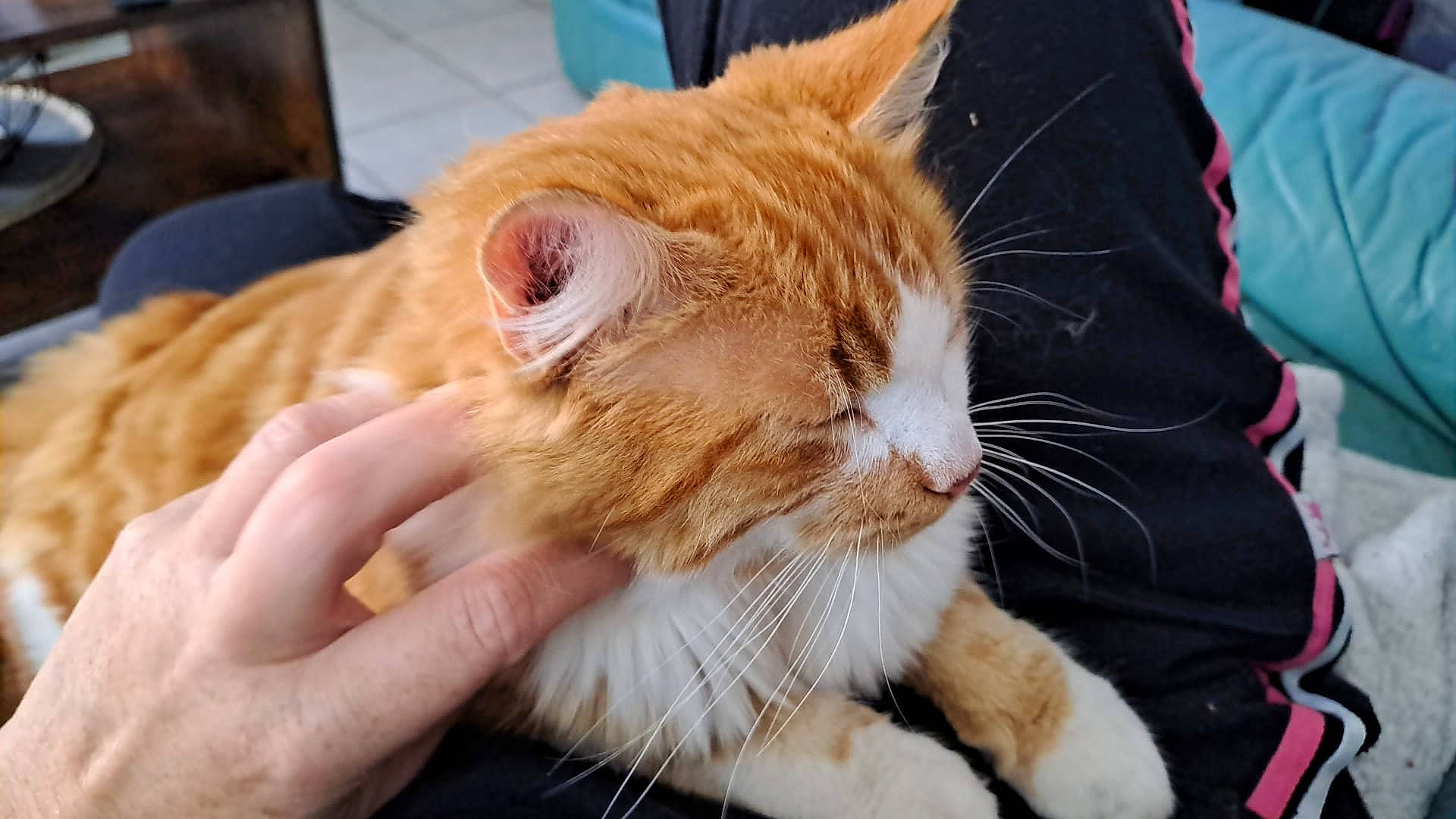 Tokyo a rejoint le concours — aidez-le/la à gagner de superbes lots ! carnivore, cat, claw, comfort, domestic_short_haired_cat, ear, fawn, felidae, fur, gesture, human_leg, lap, leg, nail, paw, small_to_medium_sized_cats, snout, tail, whiskers, window