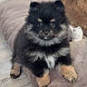 adorable, animal, black_fur, companion, cushion, cute, dog, domestic_animal, floor, fluffy, fur_pattern, indoor, lying_down, pet, puppy, resting, small_dog, soft_toy, tan_fur, wooden_floor